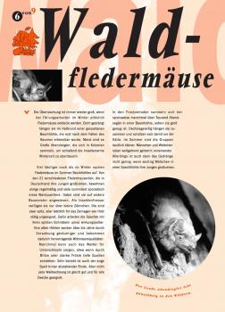 Fledermausflyer: Waldfledermäuse